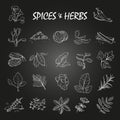 Sketch spices and herbs collection on chalkboard