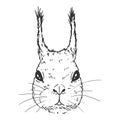 Sketch Squirrel. Vector Illustration on White Background