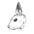 Sketch Squirrel. Vector Illustration on White Background