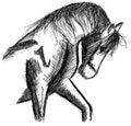 Sketch of a stilyzed Horse isolated