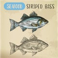 Sketch of striper fish or atlantic striped bass Royalty Free Stock Photo