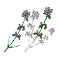 Sketch style digital drawing of thyme partially painted isolated on white background Royalty Free Stock Photo