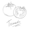 Sketch style drawing of red tomato, vector illustration isolated on white background. Appetizing bright red tomato, hand drawn ill