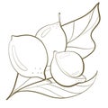 sketch style illustration contour line on white background fruit brazilian exotic bacupari design element closeup
