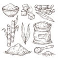 Sketch sugar. Sweet seasoning bag, isolated sugarcane stalk leaves. Hand drawn manufacture, engraving plants heap powder