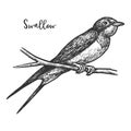 Sketch of swallow bird or martins, martlet Royalty Free Stock Photo