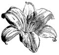 Sketch tattoos beautiful Lily flower