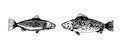 Sketch textured black vector freshwater bream