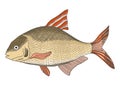 Sketch textured vector common freshwater bream