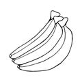 Sketch three bananas. Vector isolated image.