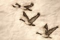 Sketch of Three Canada Geese Flying in a Blue Sky Royalty Free Stock Photo