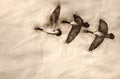 Sketch of Three Canada Geese Flying in a Blue Sky Royalty Free Stock Photo