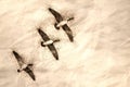 Sketch of Three Canada Geese Flying in a Blue Sky Royalty Free Stock Photo