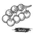 Sketch of tomato branch with fetus. Vegetable