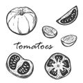 Sketch of tomatoes in different types. Set with whole, cut lengthwise and across tomatoes.Segments of cherry tomatoes. Drawn by Royalty Free Stock Photo