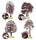 Sketch Tree Leaves Design Concept