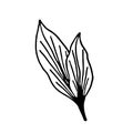 Sketch tropical aspidistra leaf in line art style. Doodle outline jungle plant