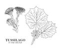 SKETCH OF TUSSILAGO ON A WHITE BACKGROUND