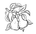 Sketch of twig with two pears, leaves. Black linear clipart of garden fruit. Botanic print, poster, element for farm product,