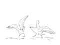 Sketch of two angry seagulls fighting