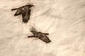 Sketch of Two Common Black Ravens Flying Over the Canyon Floor