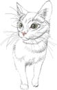 Sketch vector black lines cat with green bright realistic eyes