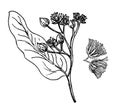 Sketch vector linden sprig. Linden tree branch with flowers. Floral vintage hand drawn style illustration. Honey flower