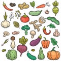 Sketch vegetables. Hand drawn color vegetable veggie product healthy diet cucumber, broccoli and cabbage, carrot, potato