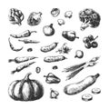 Sketch vegetables. Pumpkin cucumber broccoli carrot onion champignon tomato. Vegetable vegan hand drawn vintage vector