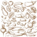 Sketch of Vegetables Set Royalty Free Stock Photo