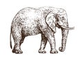 Sketch of walking African elephant. Vintage hand drawn vector.