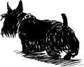 Sketch of a walking scottish terrier Royalty Free Stock Photo