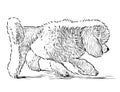 Sketch of walking white cute poodle