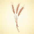 Sketch wheat bran in vintage style