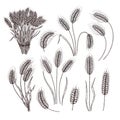 Sketch wheat. Vintage hand drawn harvest wheat stalks, detailed ears of wheat and bouquet of stems. Agricultural floral