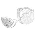 Sketch of white cabbage. Cabbage. Leafy vegetable. Fresh organic and healthy, diet and vegetarian food. Vector