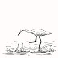 Sketch of white heron hunting, Hand drawn Royalty Free Stock Photo