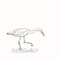 Sketch of white heron hunting, Hand drawn