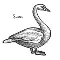 Sketch of white mute swan, wildlife cygnus