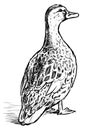 Freehand drawing of wild spotted duck standing and looking Royalty Free Stock Photo
