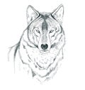 A sketch of a wolf. Royalty Free Stock Photo