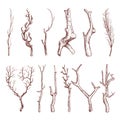 Sketch wood twigs, broken tree branches vector set