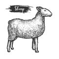 Sketch or woodcut of sheep animal. Isolated lamb