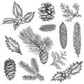 Sketch xmas branch. Christmas plants fir branches, pine cones and holly leaves with berries, boxwood, botanical vintage engraving Royalty Free Stock Photo