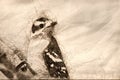 Sketch of a Young Downy Woodpecker Perched on a Branch