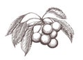 Sketched cherries branch