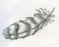 Sketched eagle feather Royalty Free Stock Photo