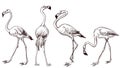 Sketched flamingos