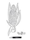 Sketched hand drawn corn