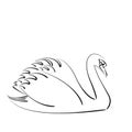 Sketched swan. Royalty Free Stock Photo